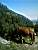 rila1.jpg